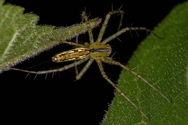 Dospělý Lynx Spider Species Peucetia Rubrolineata — Stock fotografie