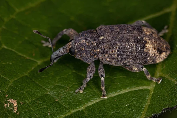 Vero Weevil Adulto Della Famiglia Curculionidae — Foto Stock