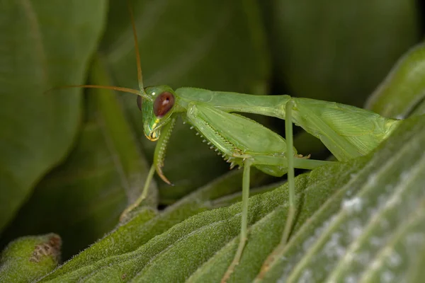 Green Photinaid Mantis Nymph Tribe Photinaini — стокове фото