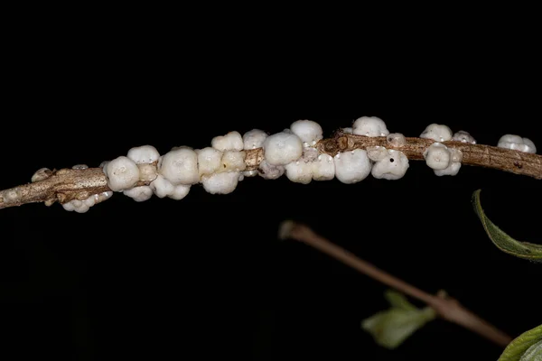 stock image White Tortoise Scales of the Family Coccidae