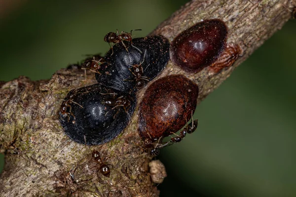 Small Adult Rover Ant Genus Brachymyrmex Scale Insects Superfamily Coccoidea — Stock Photo, Image