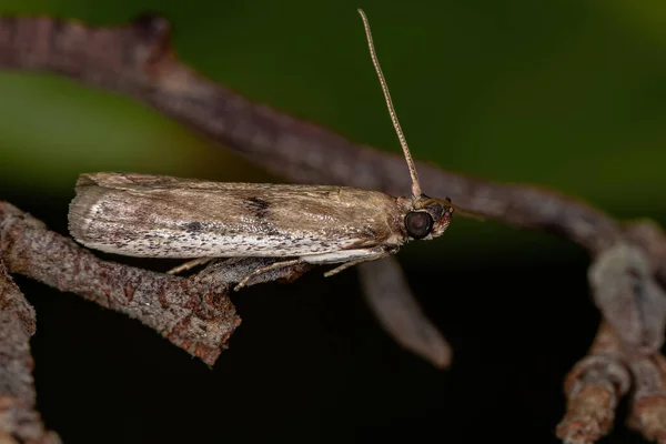 Mała Dorosła Moth Zakonu Lepidoptera — Zdjęcie stockowe