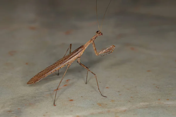 Adult Thespid Mantis Family Espidae — 스톡 사진