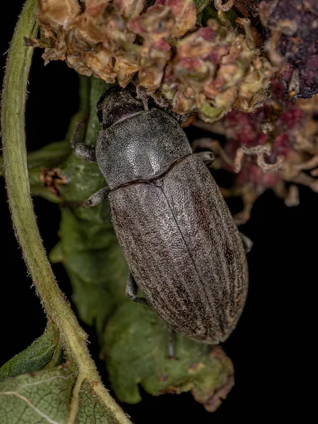 Ενηλίκων Darkling Beetle Της Φυλής Epitragini — Φωτογραφία Αρχείου