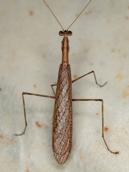 Dospělý Thespid Kudlanka Čeledi Thespidae — Stock fotografie