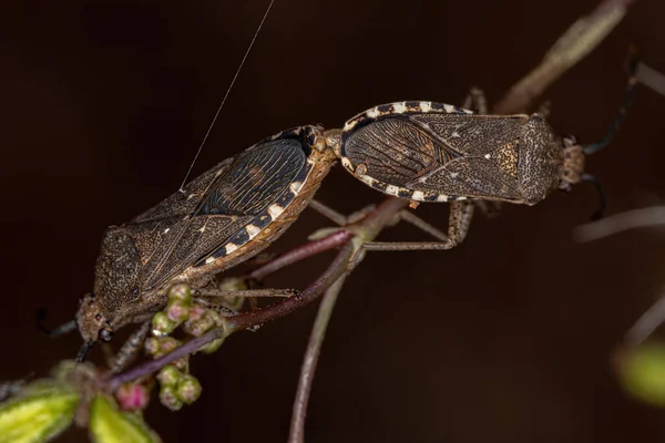 Yetişkin Yaprak Ayaklı Böcekler Catorhintha Guttula Çiftleşmesi — Stok fotoğraf