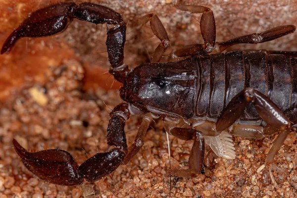 Escorpião Negro Adulto Gênero Bothriurus — Fotografia de Stock