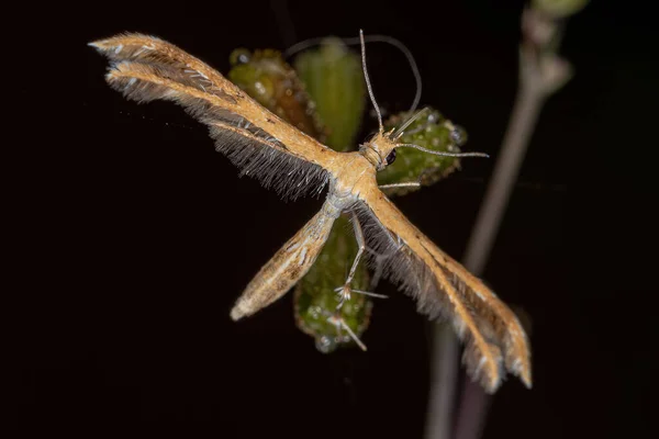Взрослый Шлейф Семейства Pterophoridae — стоковое фото