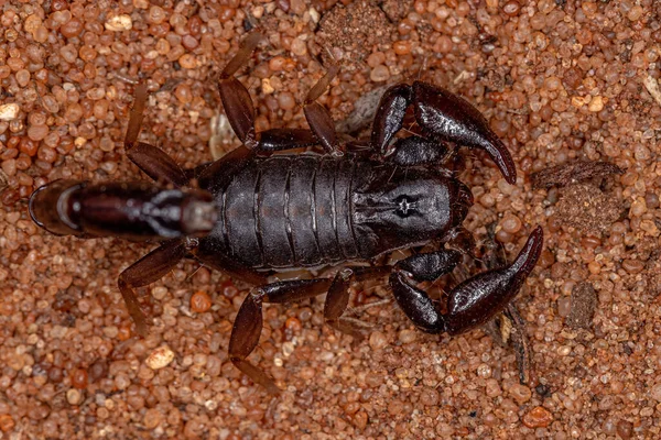 金丝雀属的成年黑蝎子 — 图库照片