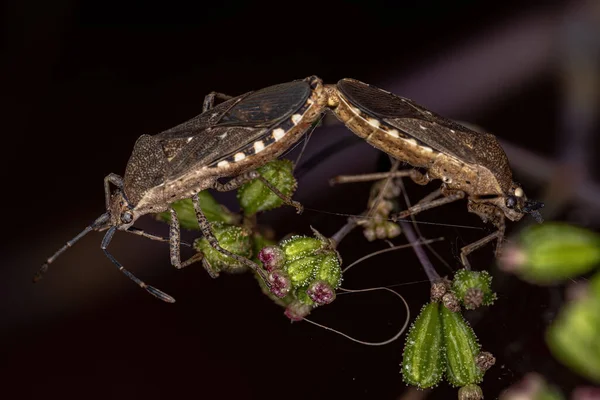 Ενηλίκων Leaf Footed Bugs Του Είδους Catorhintha Guttula Poupling — Φωτογραφία Αρχείου