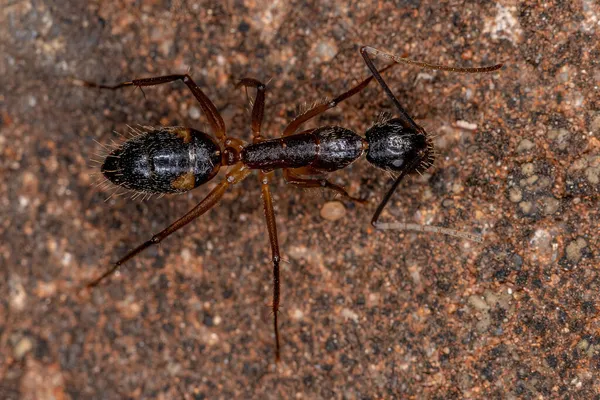 Adulto Feminino Carpinteiro Formiga Gênero Camponotus — Fotografia de Stock