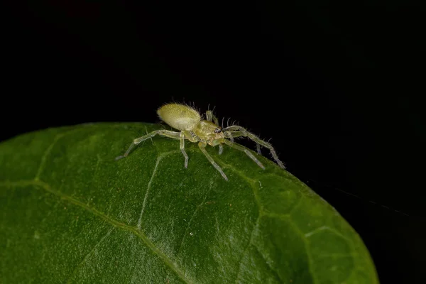 Kleine Groene Spinnen Van Familie Anyphaenidae — Stockfoto