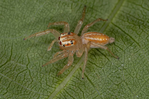 Pequena Aranha Saltitante Gênero Chira — Fotografia de Stock