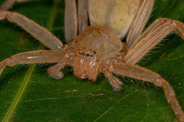 Κίτρινος Κυνηγός Αράχνη Του Είδους Οικογένεια Sparassidae — Φωτογραφία Αρχείου