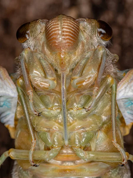 Dospělý Obr Cicada Druhu Quesada Gigas Procesu Ekdýzy Kterém Cikáda — Stock fotografie
