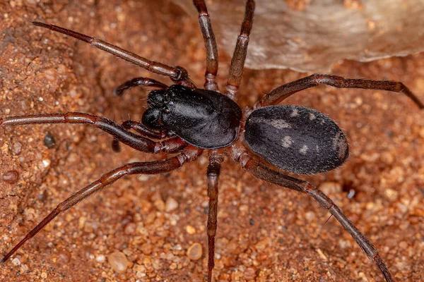 Formiga Adulta Fêmea Imitar Sac Aranha Espécie Falconina Gracilis — Fotografia de Stock