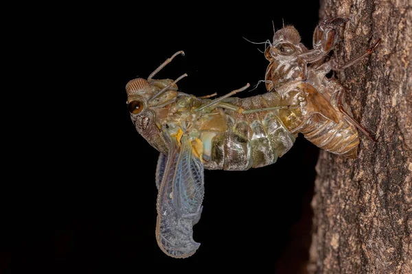 Adult Giant Cicada Species Quesada Gigas Process Ecdysis Which Cicada — Stock Photo, Image