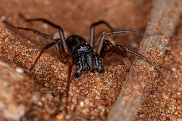 Male Adult Ant Mimic Sac Spider Species Falconina Gracilis — Stock Photo, Image