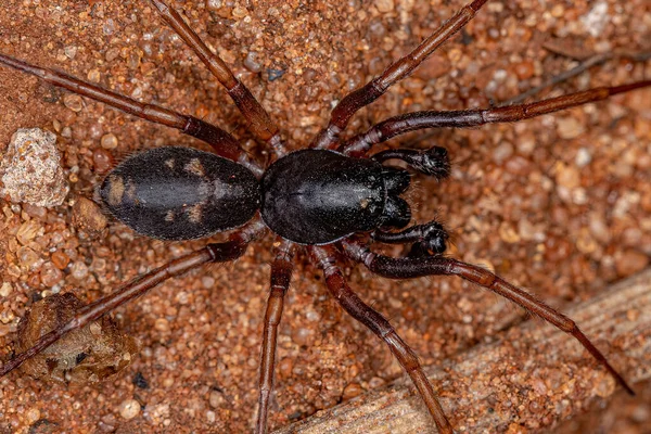 Mrówka Męska Mimiczny Sac Spider Gatunku Falconina Gracilis — Zdjęcie stockowe