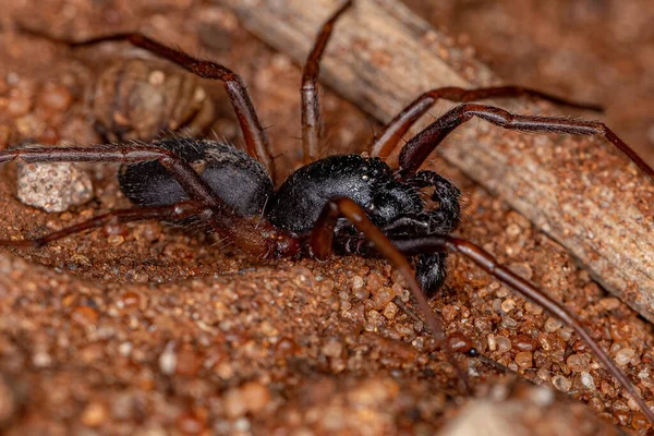 Männliche Ausgewachsene Ameisenspinne Der Art Falconina Gracilis — Stockfoto