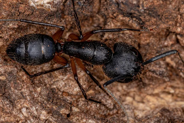 Adulto Feminino Carpinteiro Formiga Gênero Camponotus — Fotografia de Stock