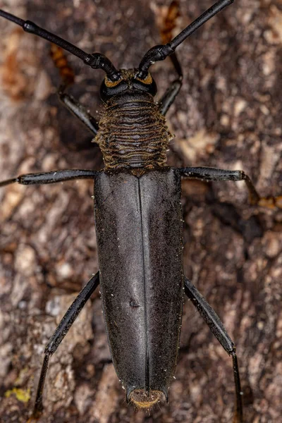 Дорослі Типовий Лонггорн Жук Підродини Cerambycinae — стокове фото