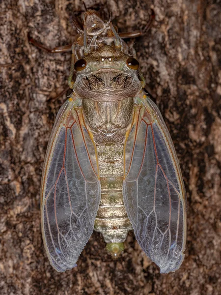 Dospělý Obr Cicada Druhu Quesada Gigas Procesu Ekdýzy Kterém Cikáda — Stock fotografie