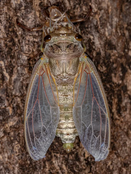 Adulte Riesenzikaden Der Art Quesada Gigas Prozess Der Ekdyse Bei — Stockfoto