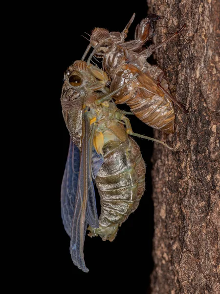 Cicada Gigante Adulta Espécie Quesada Gigas Processo Ecdise Que Cigarra — Fotografia de Stock