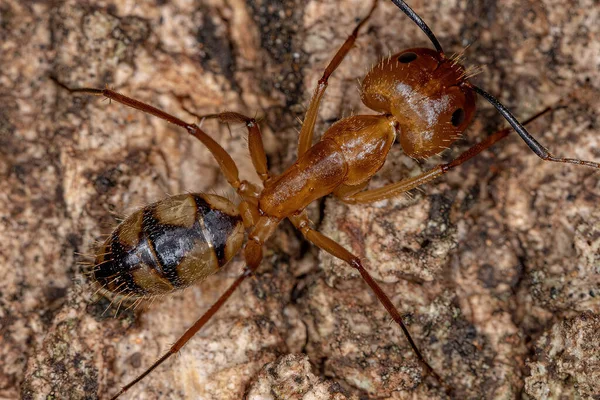Hembra Adulta Carpintero Hormiga Del Género Camponotus —  Fotos de Stock