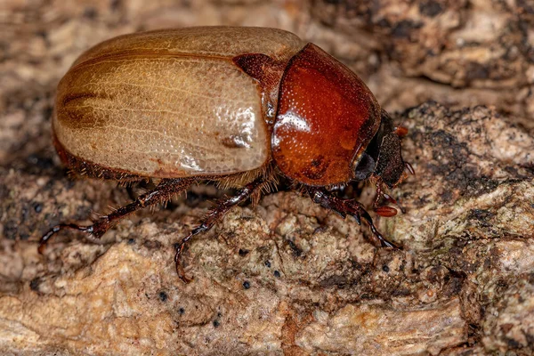 Escarabajo Rinoceronte Adulto Subfamilia Dynastinae — Foto de Stock