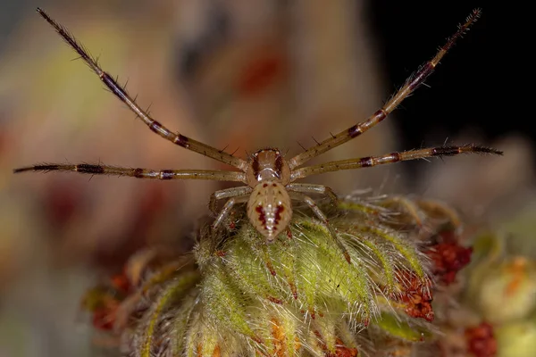 家庭中的成年雄性蟹蜘蛛 Thomisidae — 图库照片