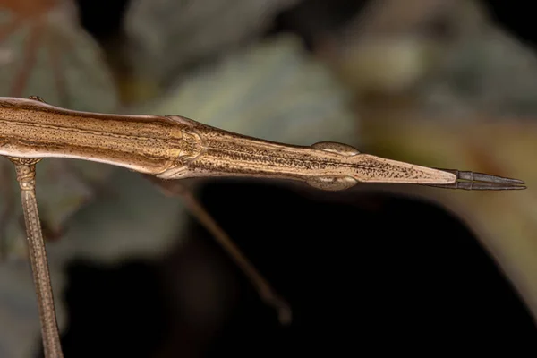 Kobylka Neotropní Čeledi Proscopiidae — Stock fotografie