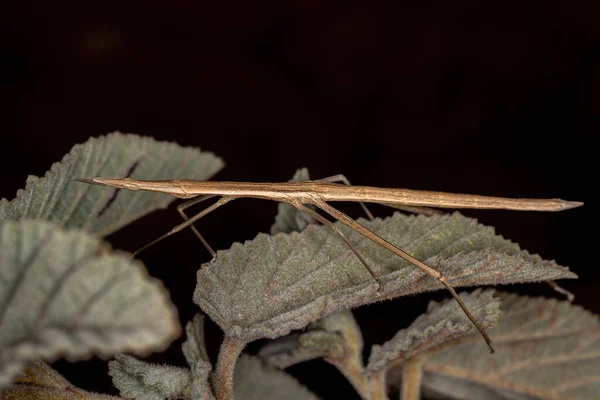 Неотропический Кузнечик Семейства Proscopiidae — стоковое фото