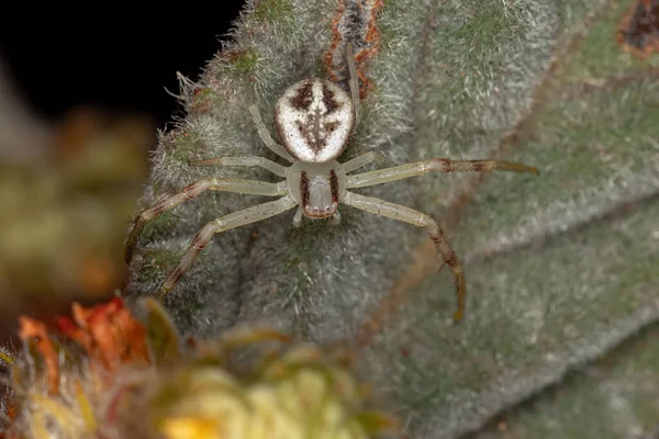 Araña Cangrejo Hembra Adulta Familia Thomisidae —  Fotos de Stock