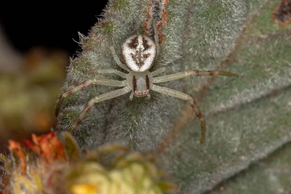 Araignée Crabe Adulte Famille Des Thomisidae — Photo