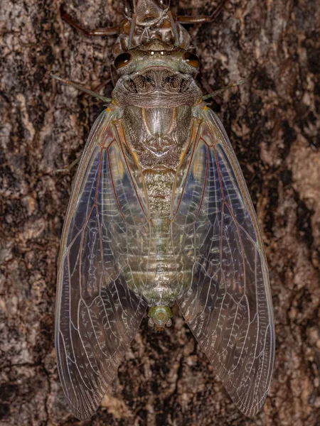 Взрослый Гигант Цикада Вида Quesada Gigas Процессе Экдиза Котором Цикада — стоковое фото