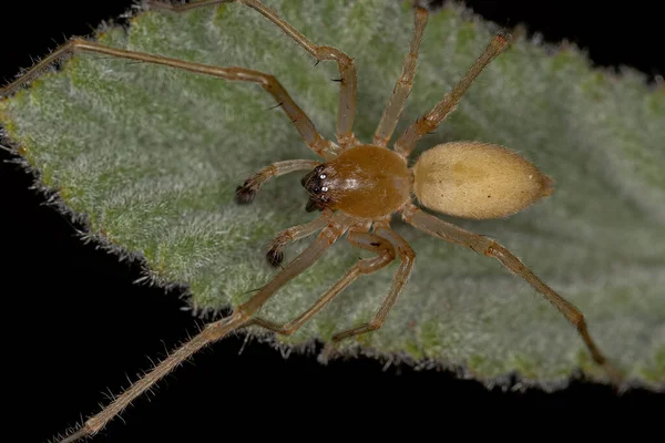 Masculino Adulto Patas Largas Sac Spider Del Género Cheiracanthium —  Fotos de Stock