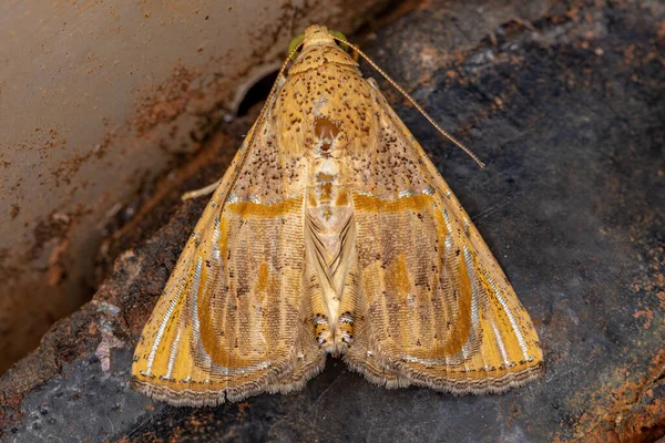 Adulto Underwing Moth Species Eulepidotis Bourgaulti — Fotografia de Stock