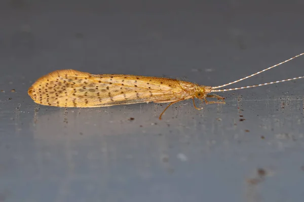 Adult Yellow Caddisfly Genus Nectopsyche — стокове фото