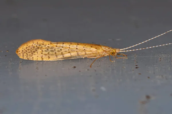 Żółty Caddisfly Dla Dorosłych Rodzaju Nectopsyche — Zdjęcie stockowe