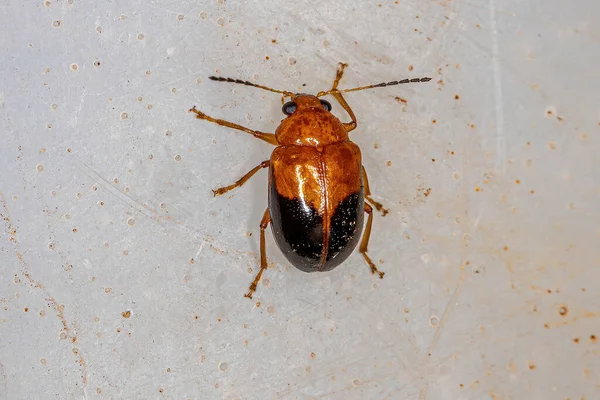 Adult Leaf Beetle Subfamily Eumolpinae — Stock Photo, Image