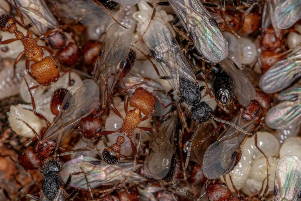 Hormigas Cosechadoras Adultas Del Género Pogonomyrmex — Foto de Stock