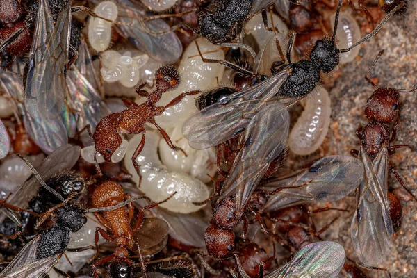 Pogonomyrmex属の成虫アリ — ストック写真