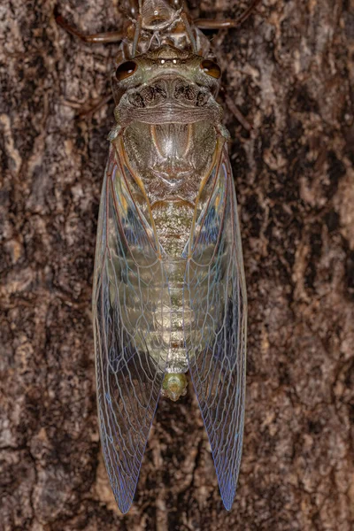 Cicada Gigante Adulta Espécie Quesada Gigas Processo Ecdise Que Cigarra — Fotografia de Stock