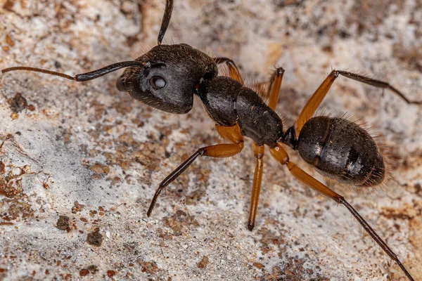 Ant Carpenter Dewasa Dari Genus Camponotus — Stok Foto