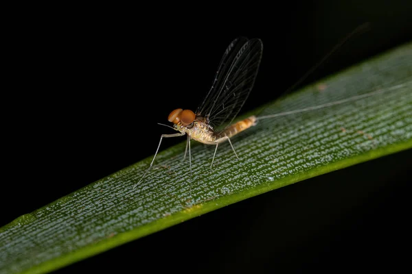 Mayfly Macho Adulto Família Baetidae — Fotografia de Stock