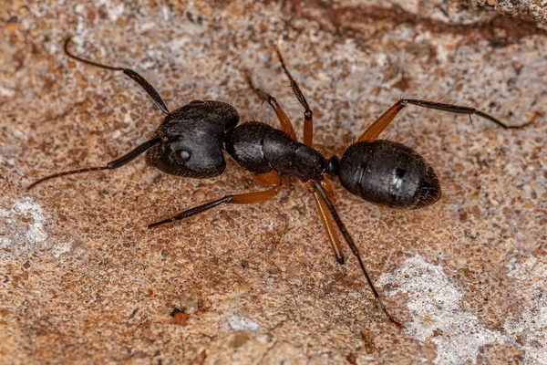 Camponotus Cinsinin Yetişkin Kadın Marangozu Karınca — Stok fotoğraf