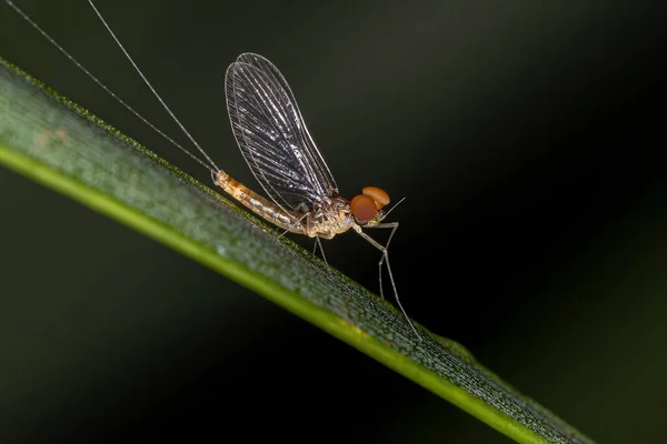 Mayfly Maschio Adulto Della Famiglia Baetidae — Foto Stock