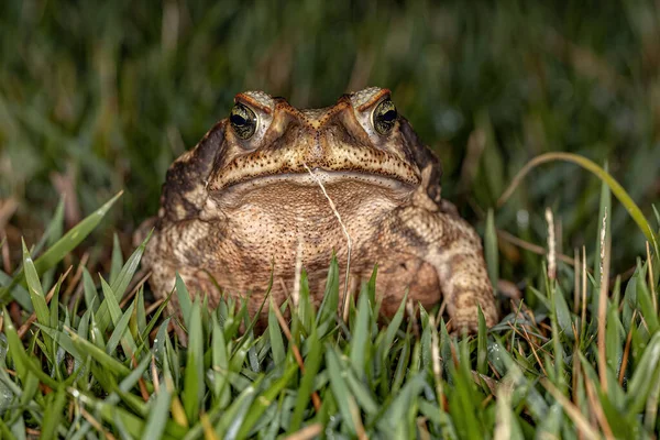 Adult Cururu Toad Van Soort Rhinella Diptycha — Stockfoto